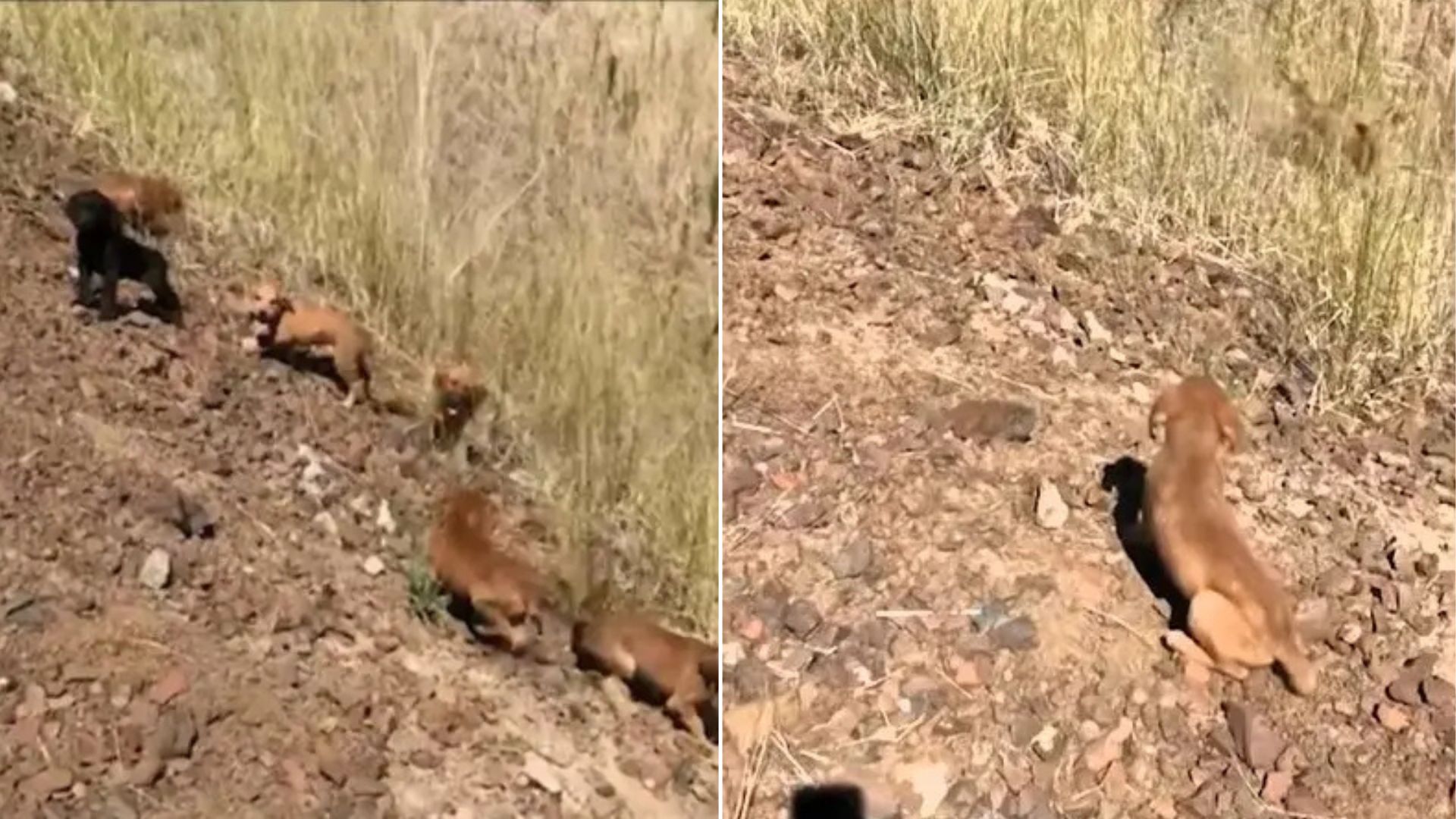 Washington Man Discovers One Puppy In The Heat Then Six More Appear From The Bushes