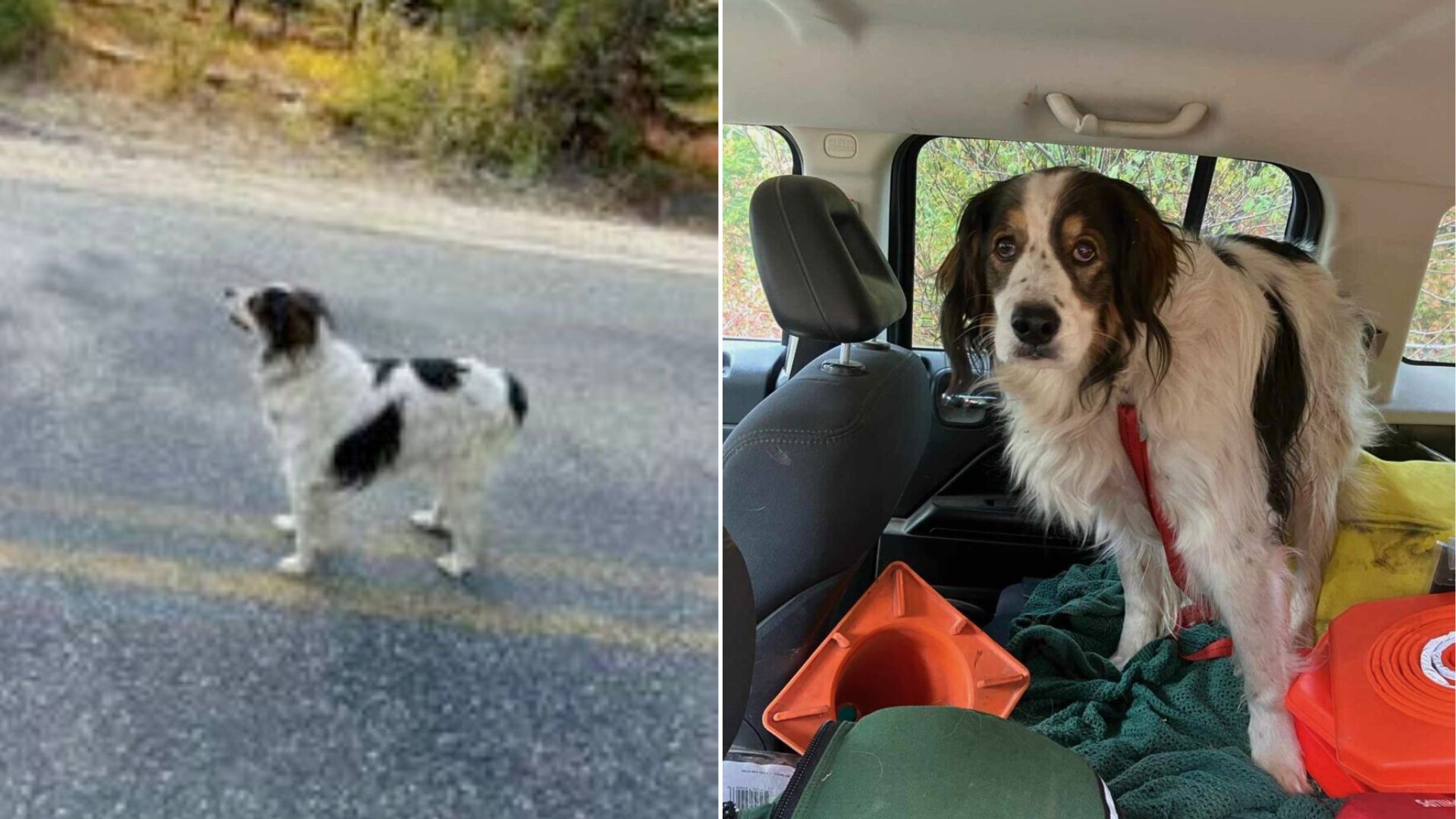 Washington Officer Responds To Concerned Dog’s ‘Call’ To Follow And Discovers A Shocking Surprise