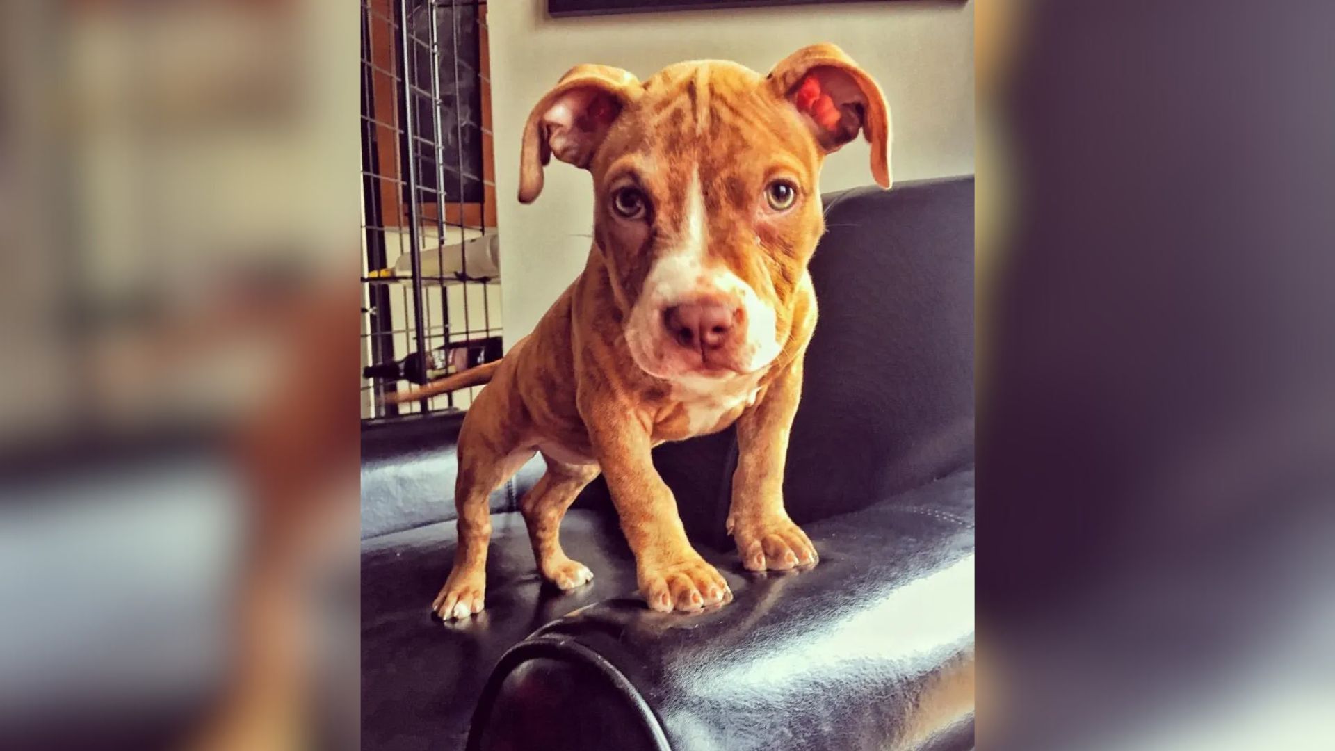 Washington Pit Bull Who Had Only Days Left To Live Got The Miracle She Needed