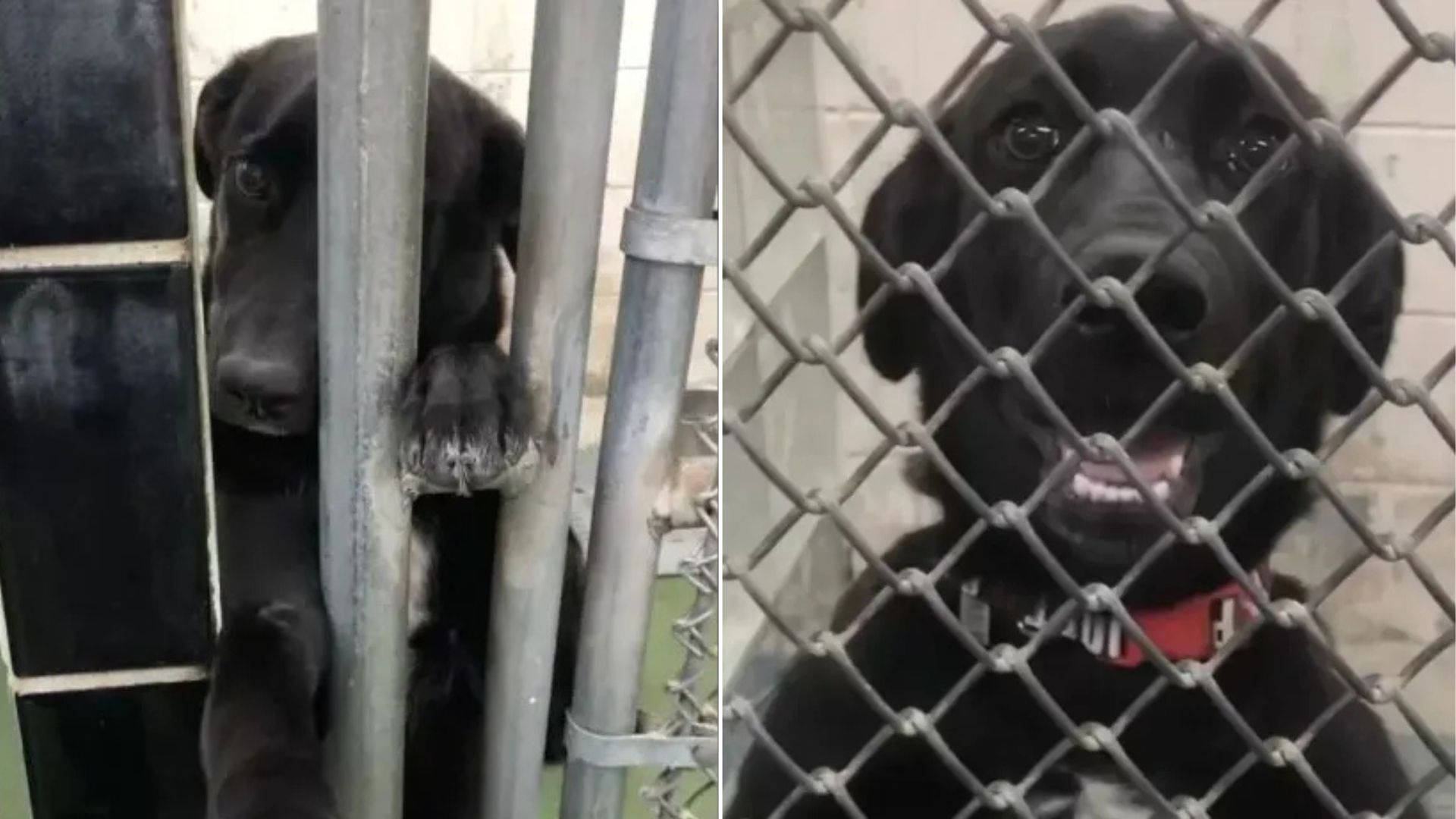 Washington Shelter Dog Who Greeted People Through Kennel Bars Finally Found A Home