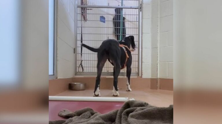 dog in shelter