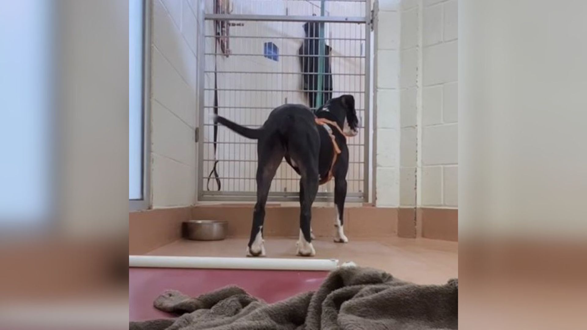 Washington Shelter Pup Spent More Than 915 Days Watching Others Get Adopted Until Someone Came For Him  