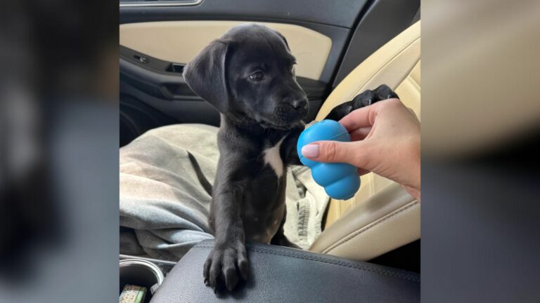 black puppy