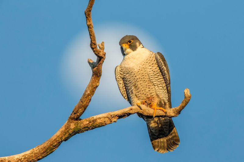 Peregrine Falcon