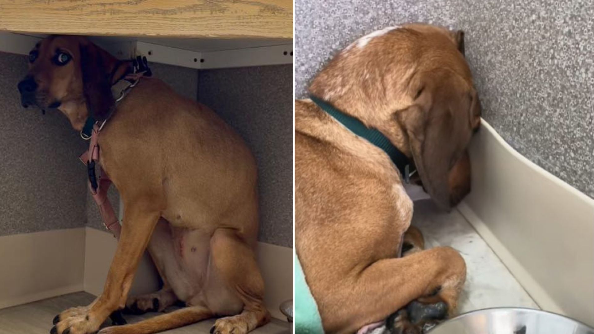 West Virginia Rescuers Find Heartbreaking Reason Behind Dog’s Constant Wall Staring