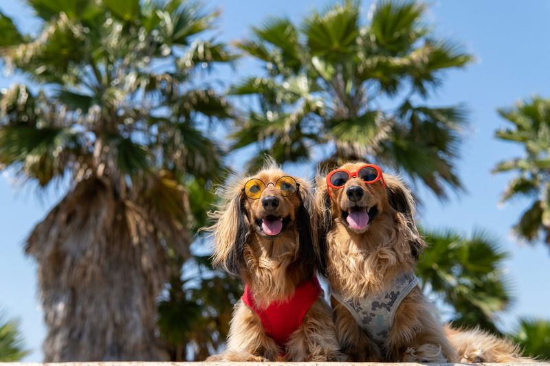 Household Pet Limits Clash With Modern Lifestyles
