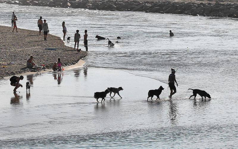 Navigating The Maze Of City-Specific Leash Laws
