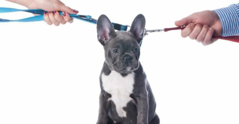 Why California’s Pet Laws Still Spark Debate Among Dog Owners