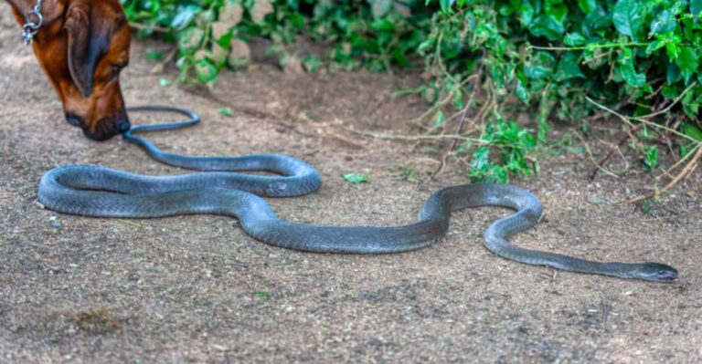 Why Dog Owners In Texas Should Be Aware Of Fall Snake Season