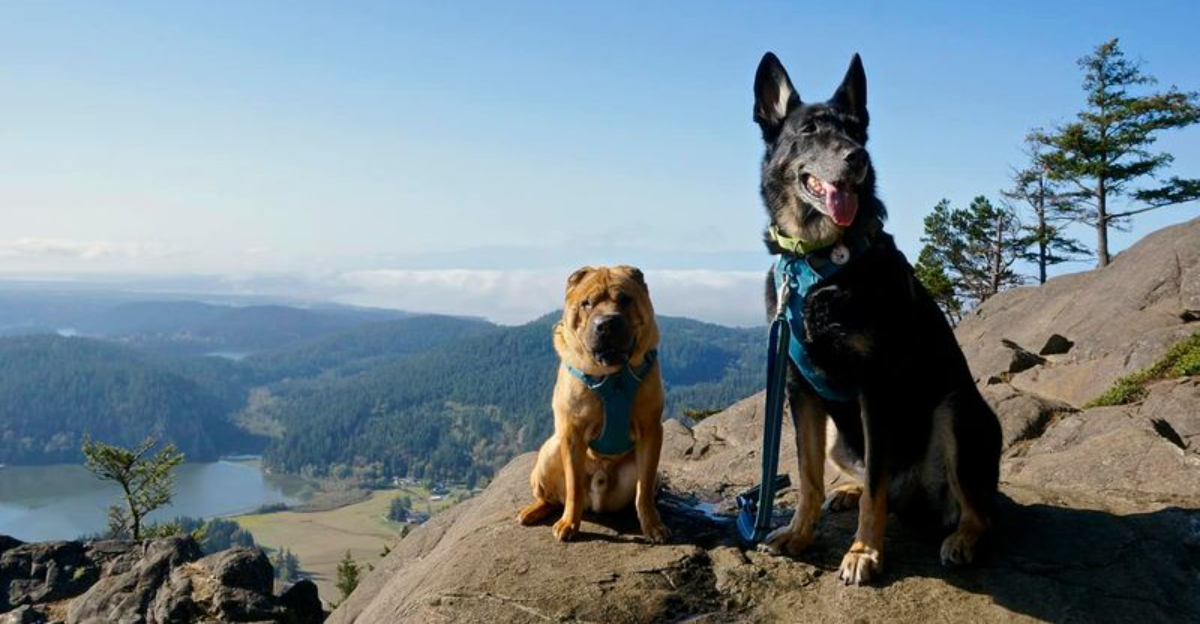 Why New Jersey’s Dog Laws Could Affect Owners This Fall