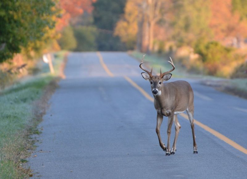 Road Dangers Spike During Peak Deer Movement