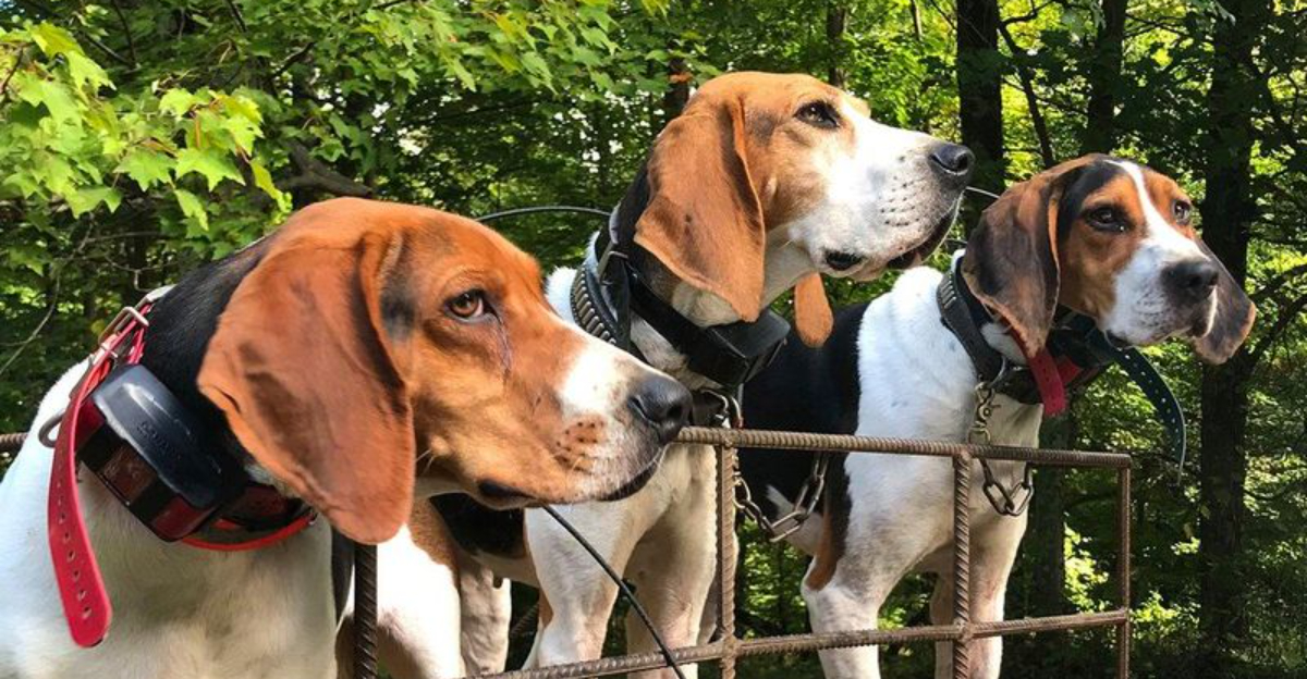 Why North Carolina’s Hunting Season Puts Dogs At Greater Risk