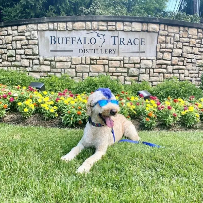 Buffalo Trace Distillery, Frankfort