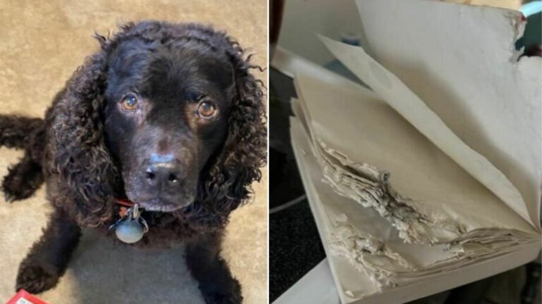 dog and chewed-up book