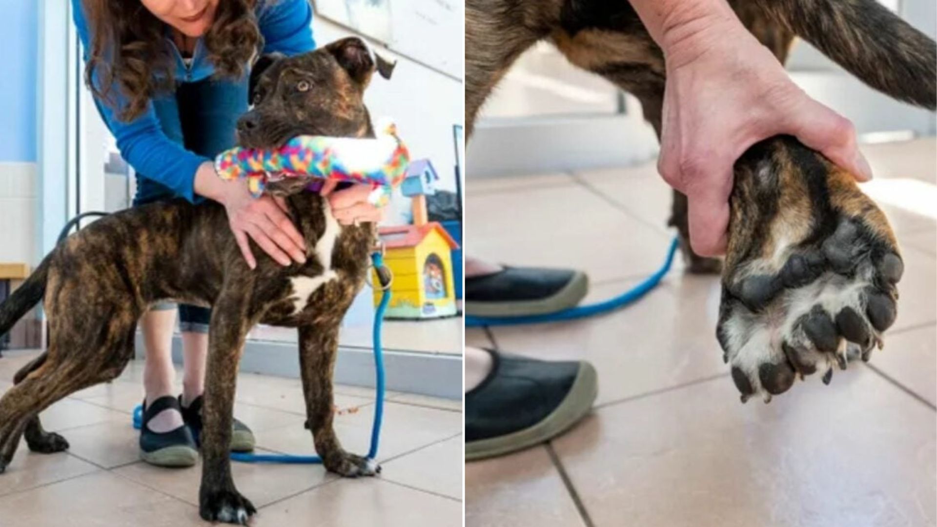pup with a rare condition