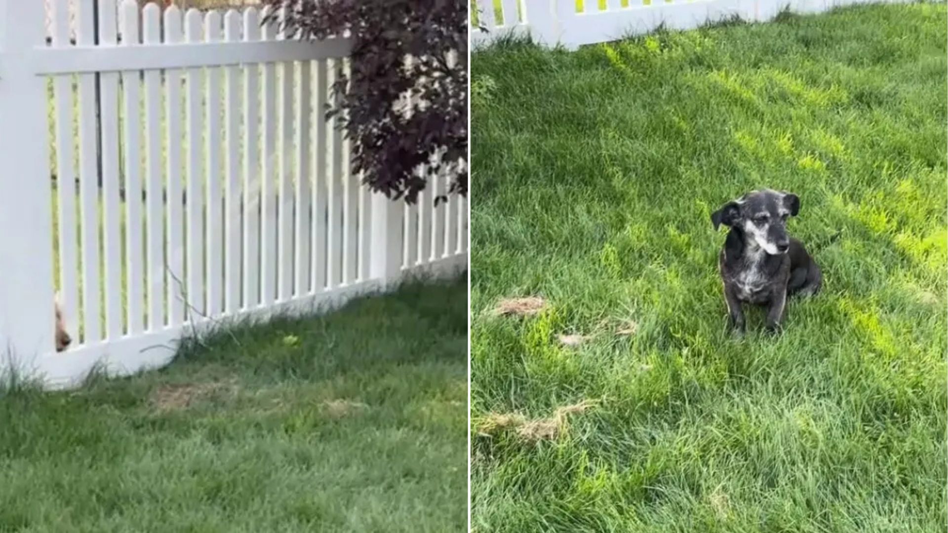 dog in grass