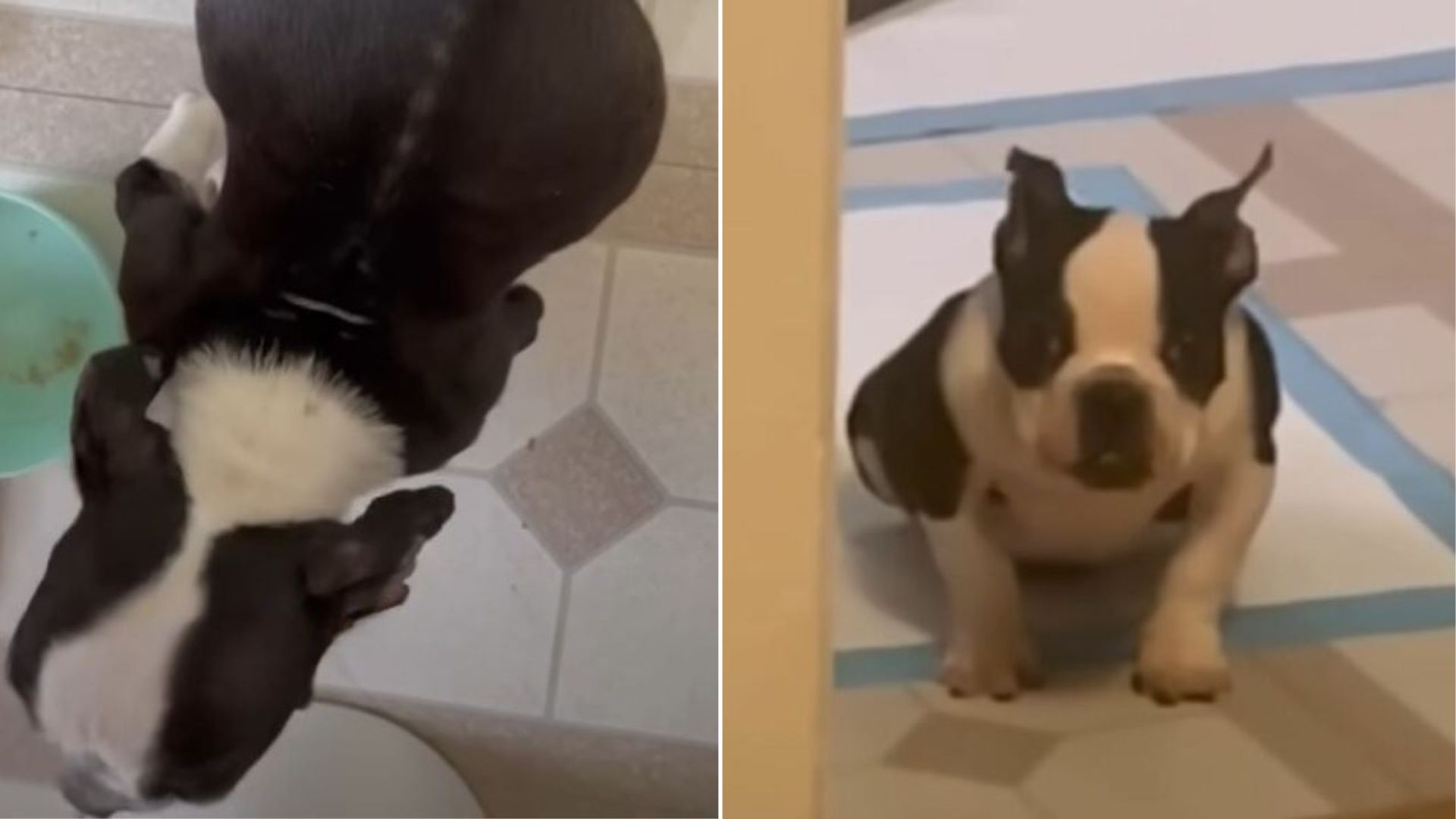 Wisconsin Woman Meets A Tiny Dog With A Swollen Belly And Her Heart Breaks Open