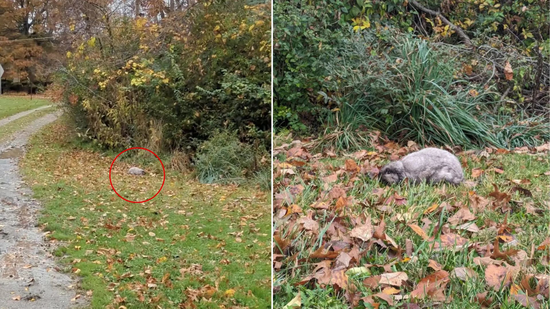 Woman Approaches A Helpless Creature Shivering In The Rain — What She Finds Leaves Her Speechless