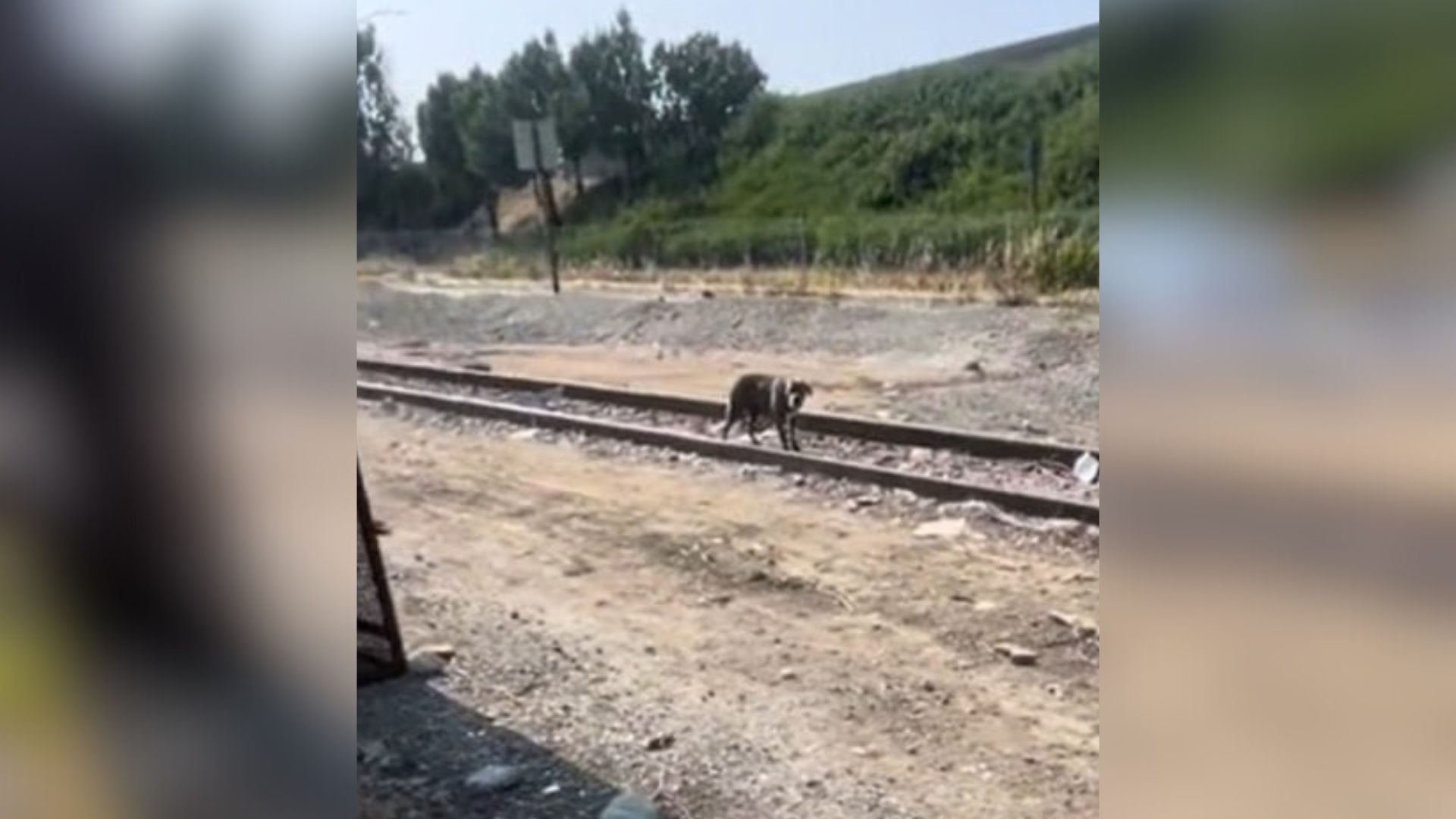 California Woman Finds Fearful Dog Near Train Tracks, The Pup’s Reaction Will Warm Your Heart