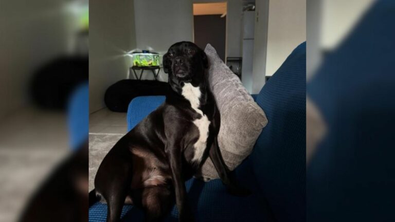 big black dog