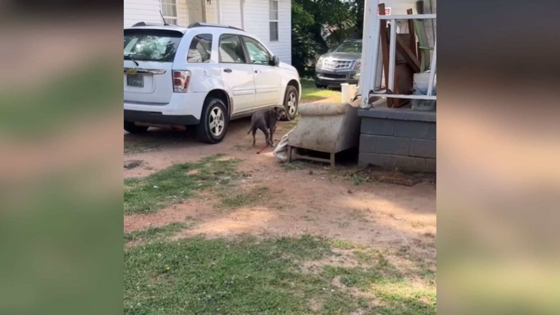 Woman From North Carolina Spends $23 To Rescue Pregnant Dog On A Chain, And It Becomes Life-Changing