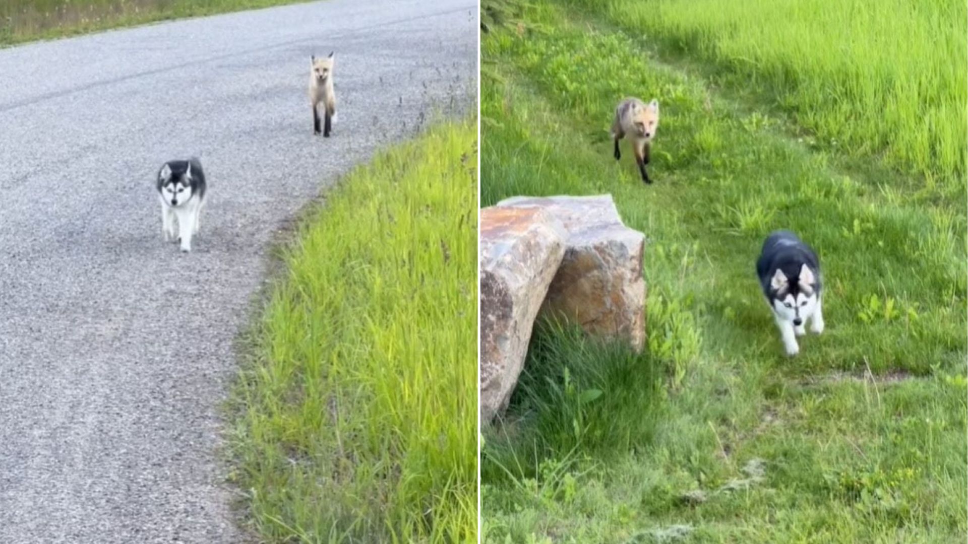 dog and fox