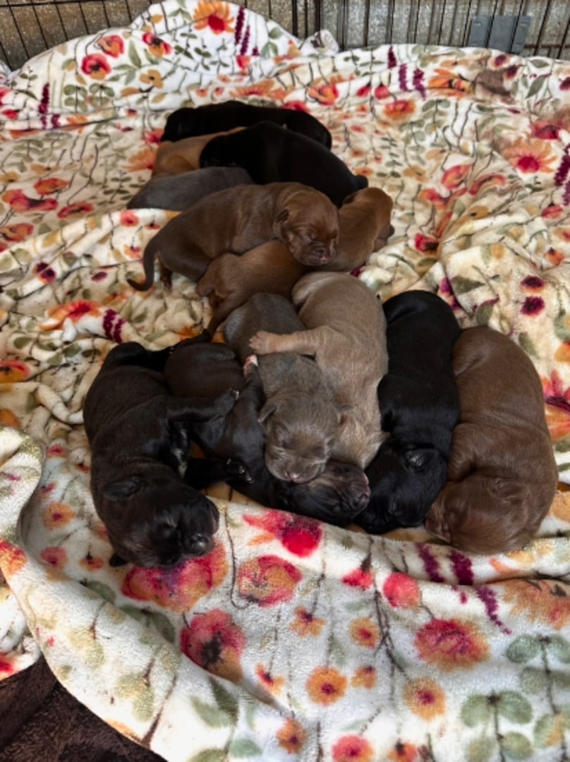 a litter of newborn puppies huddled up