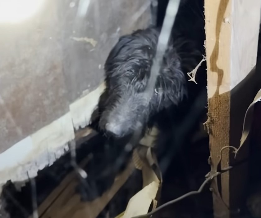 abandone black dog