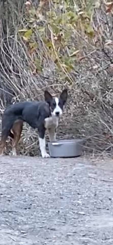 abandoned dog in forest