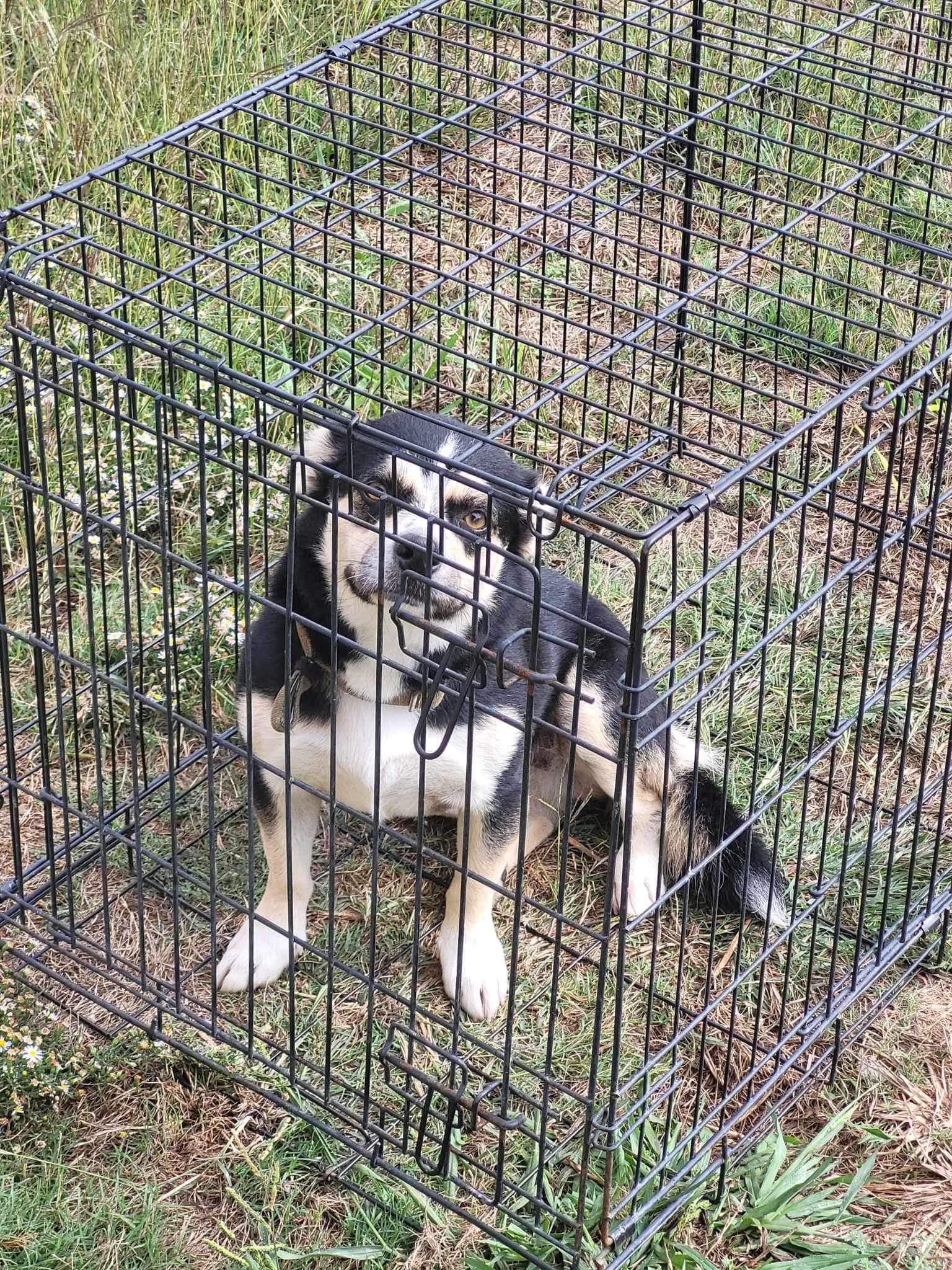 abandoned dog inside a crate