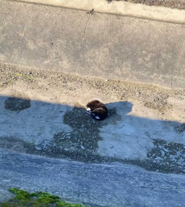 abandoned dog laying down
