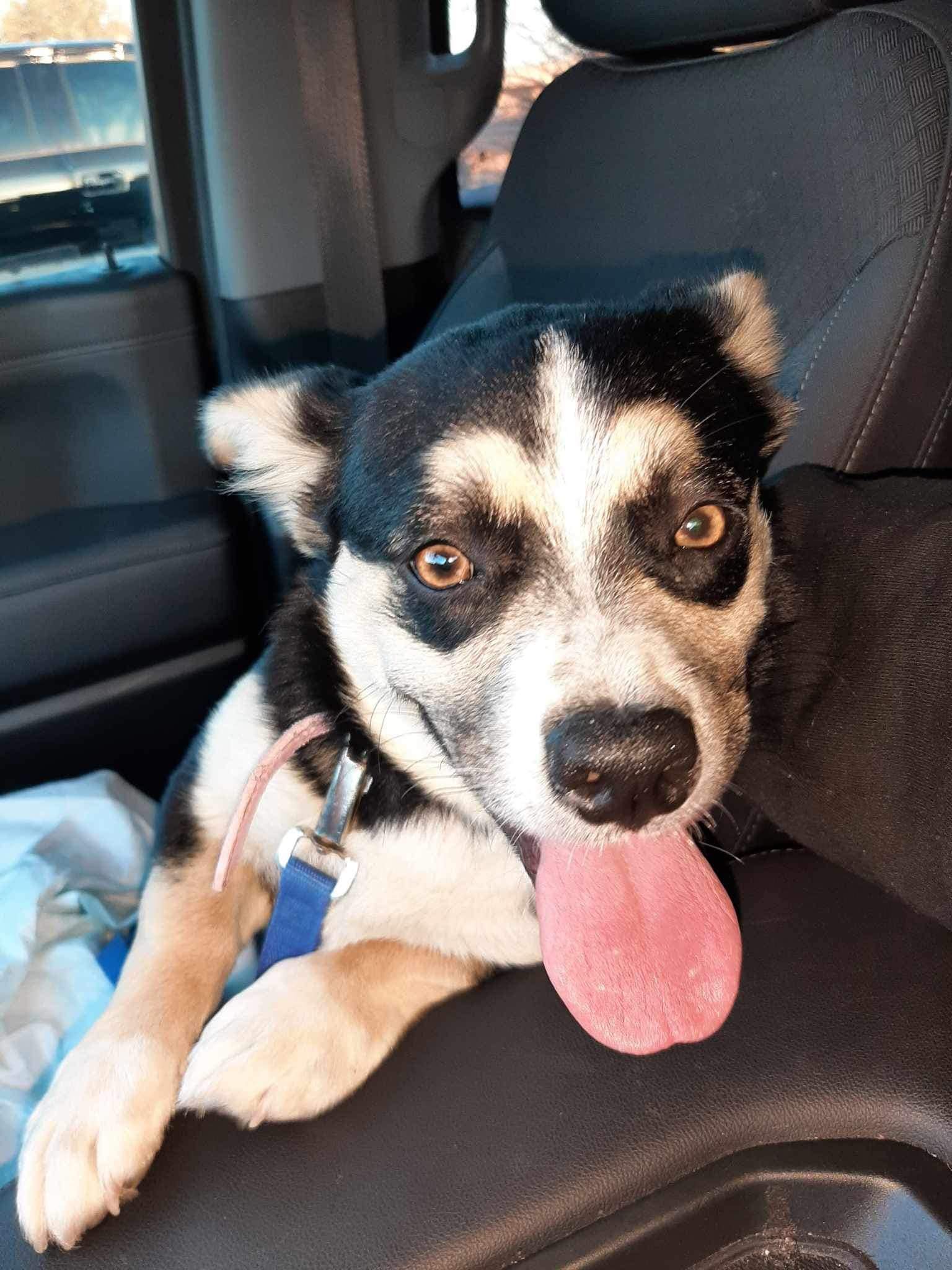 abandoned dog sitting in a car