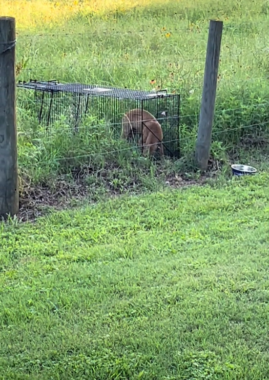 abandoned pup in the crate outside