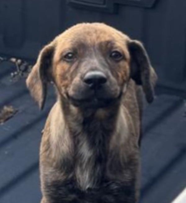 abandoned tiny dog