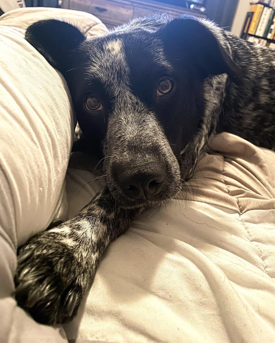 adopted black dog