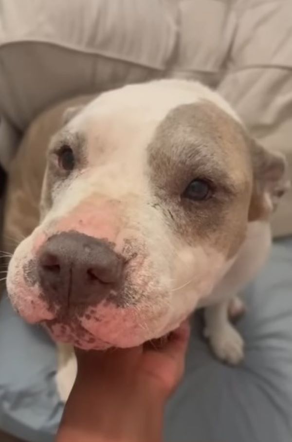 adopted dog