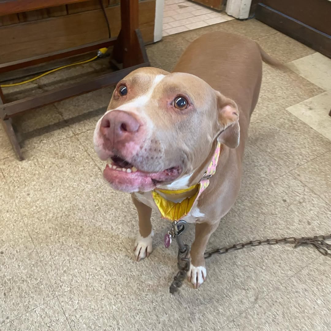 adopted dog in house