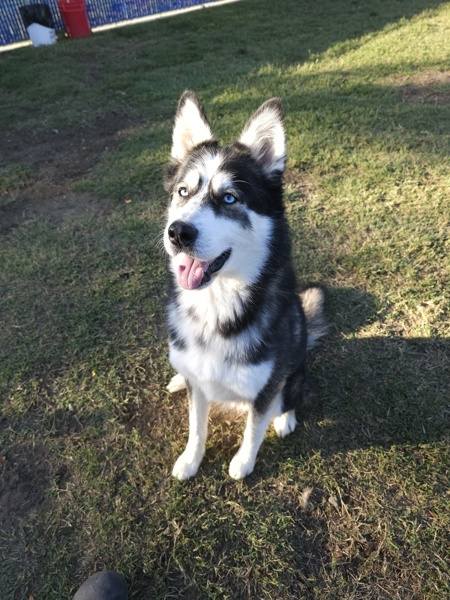adopted dog