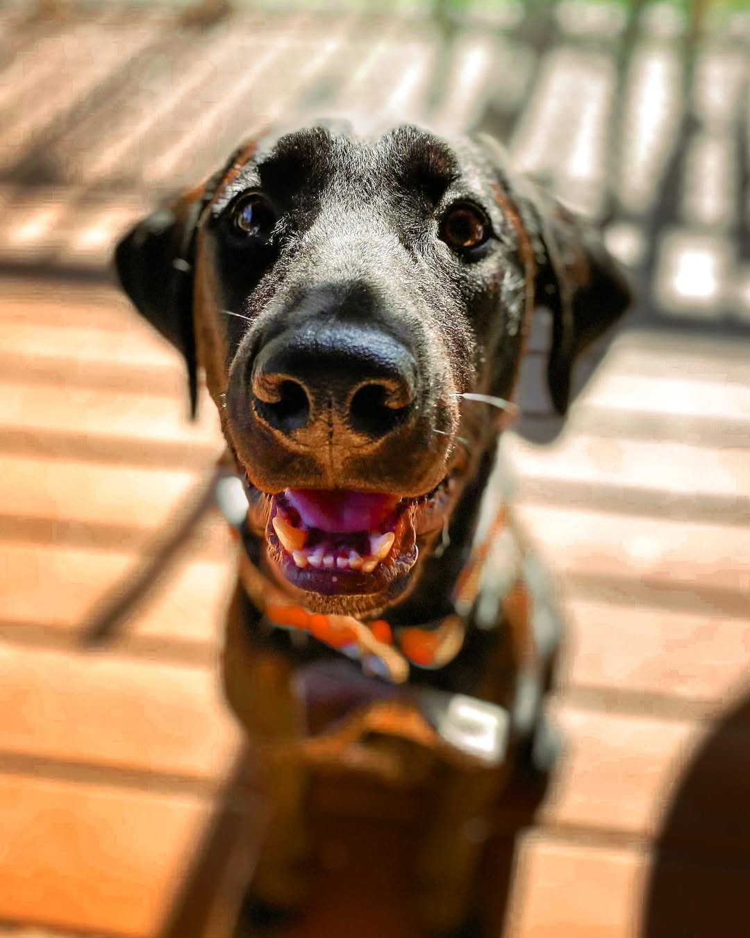 adorable black dog