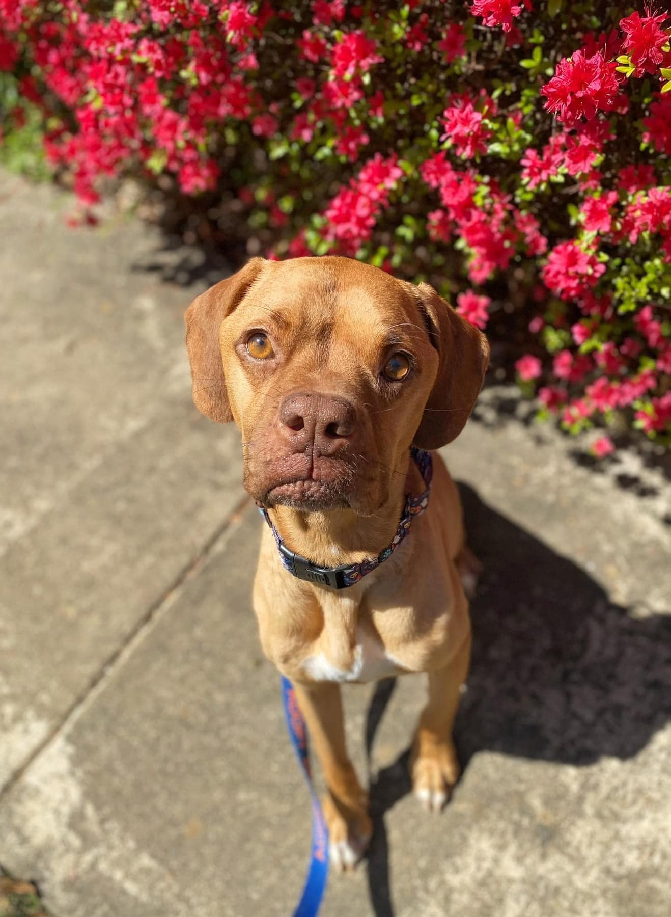 adorable brown dog