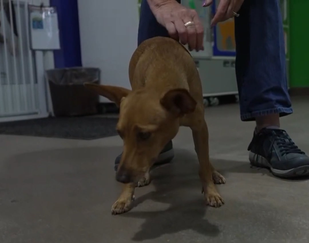 adorable brown dog