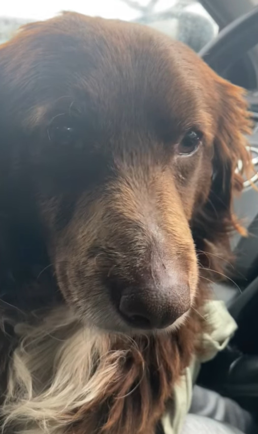 adorable brown dog