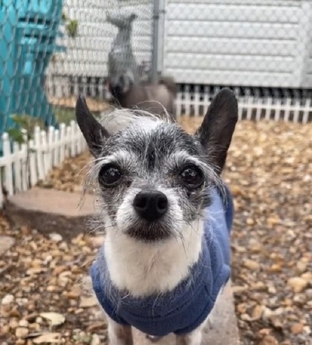 adorable chihuahua in blue sweater 