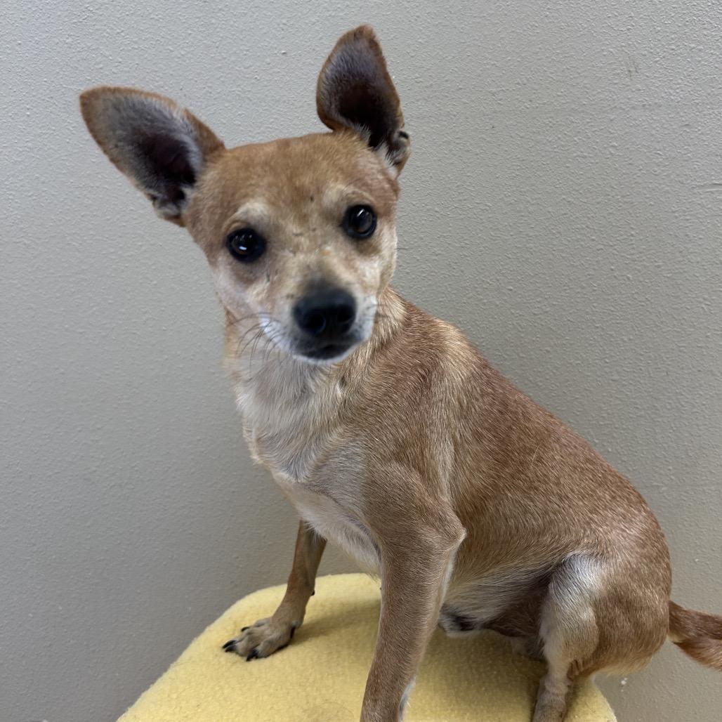 adorable chihuahua