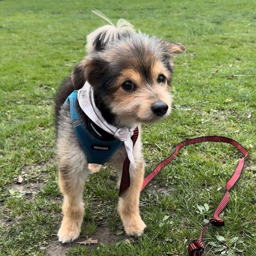 adorable dog