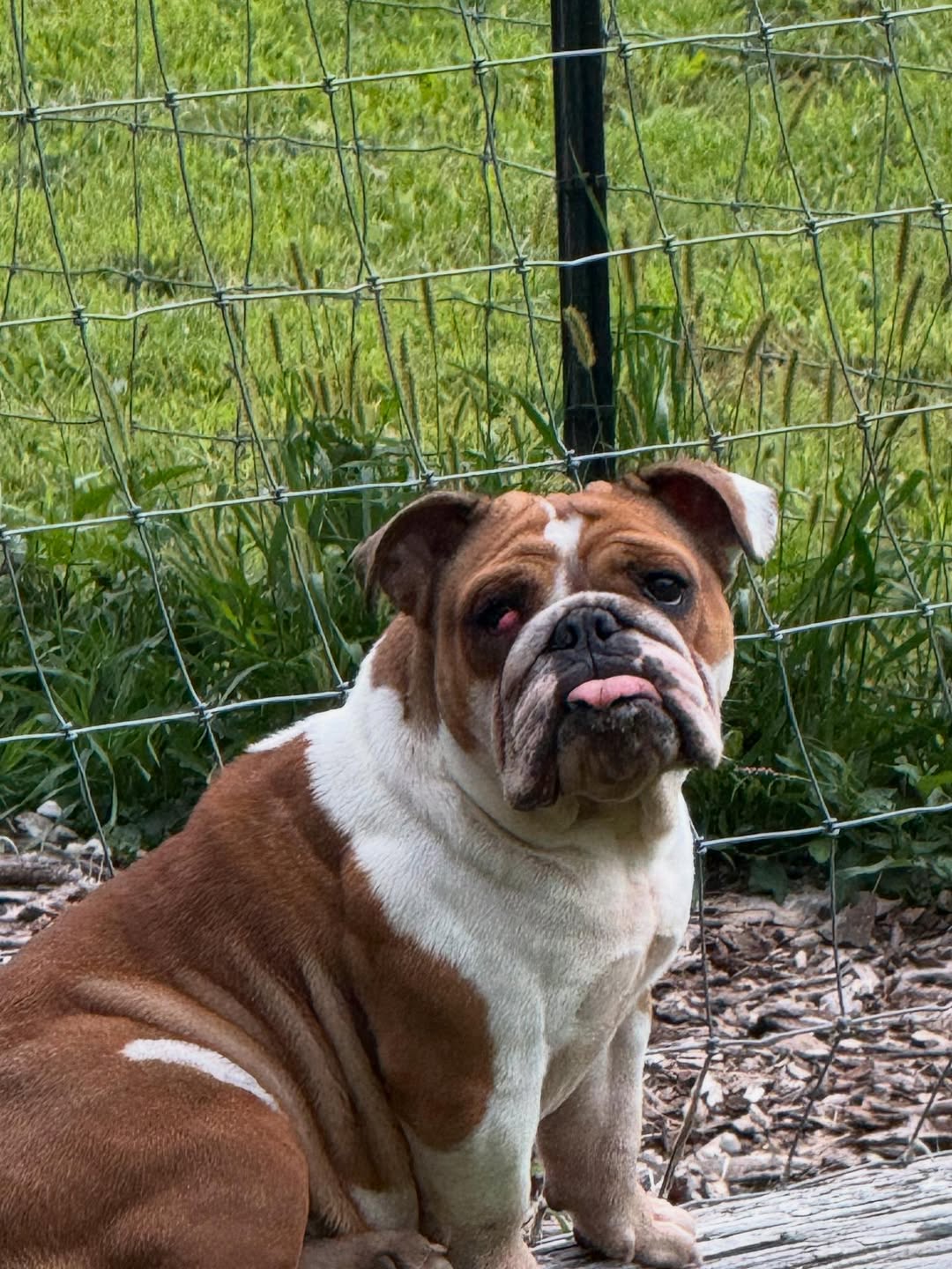 adorable dog