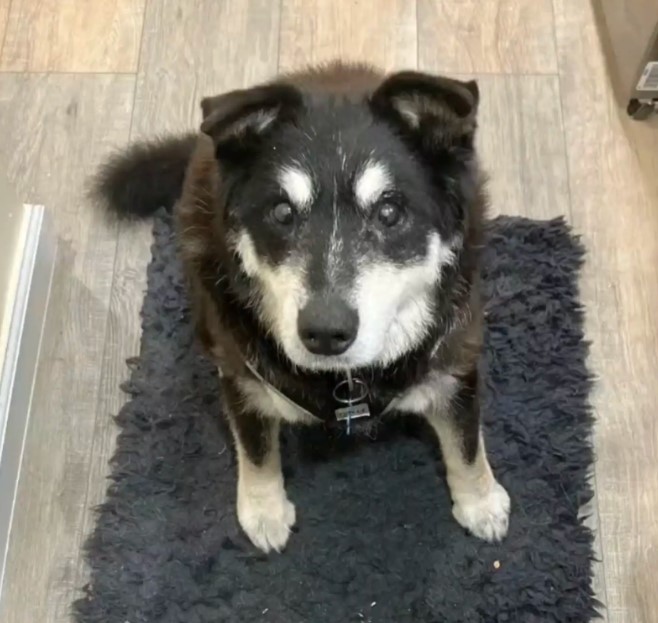 adorable dog