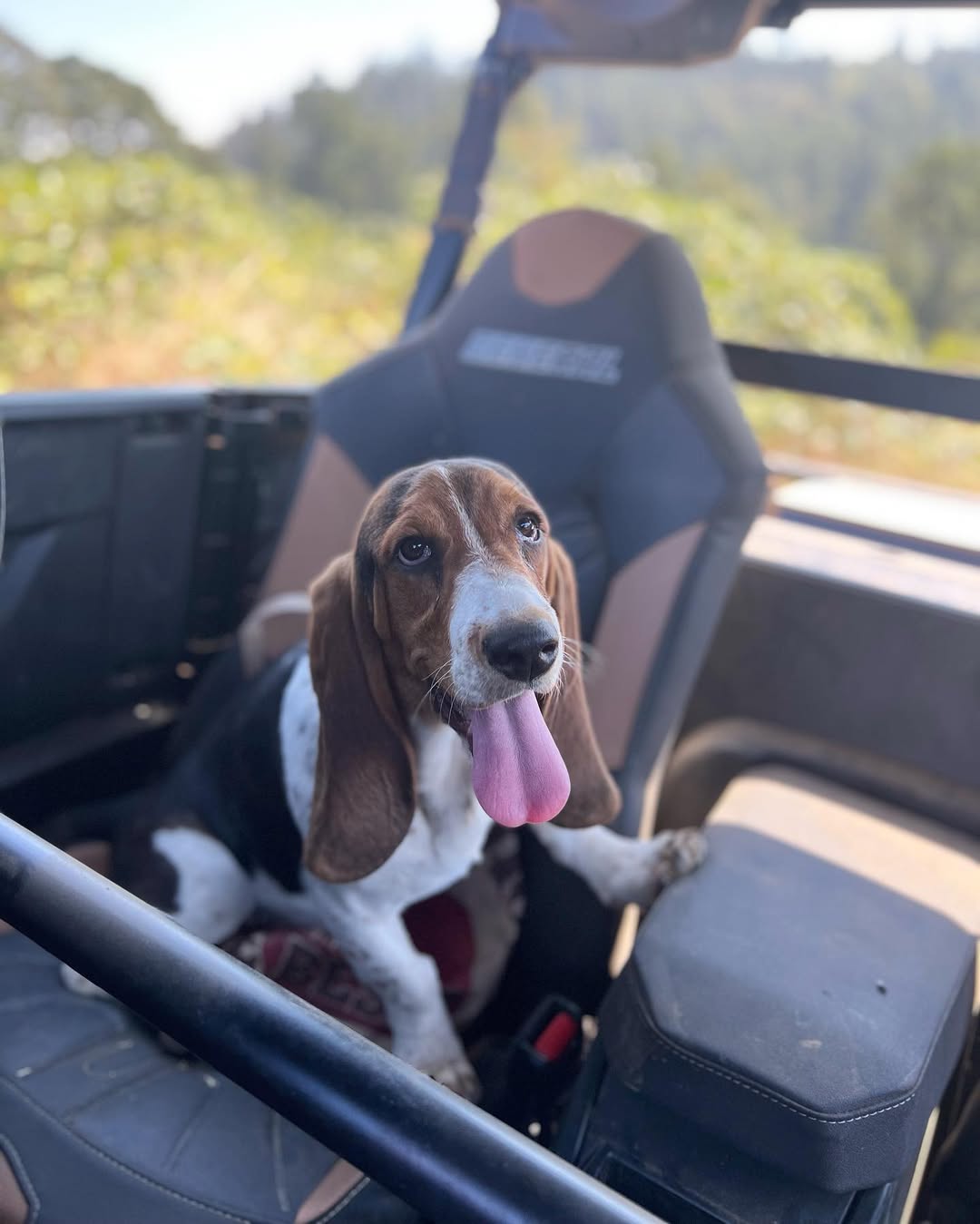 adorable dog