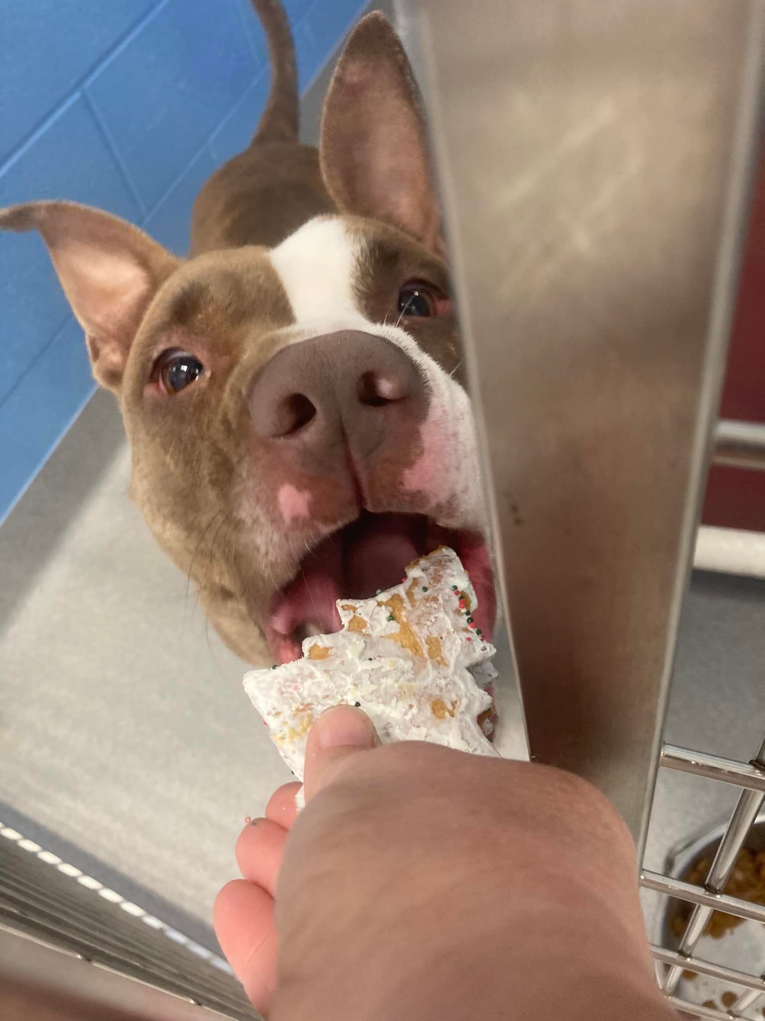 adorable dog