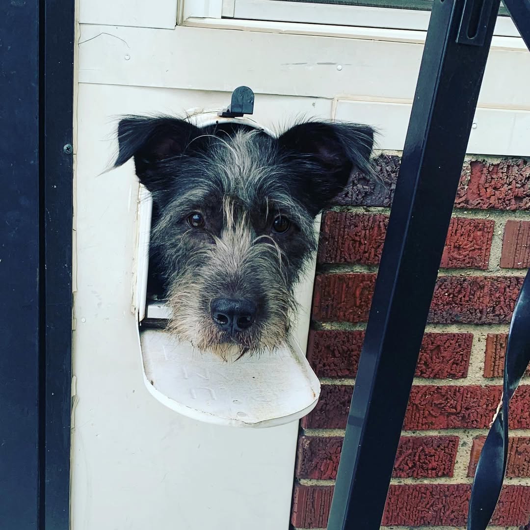 adorable dog